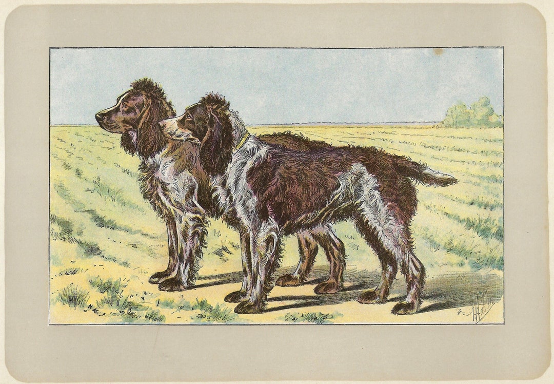 1907 - Vintage PONT-AUDEMER SPANIEL Print Hunting Dog Wall Art French ...