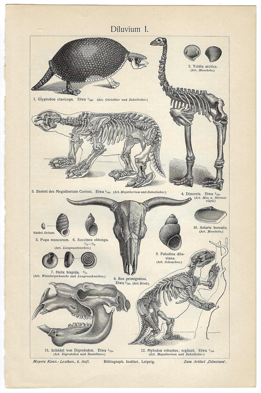 1903 Antique Lithograph of Prehistoric Animals, Ice Age Megafauna Wall ...