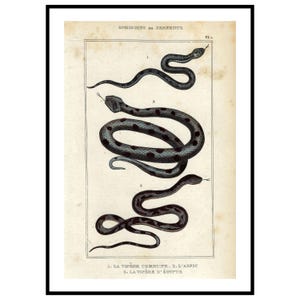 1836 Antique Snakes Print Hand Colored Viper Engraving Vintage Reptile Wall Art Original Asp Viper Egyptian Cobra Gift Idea