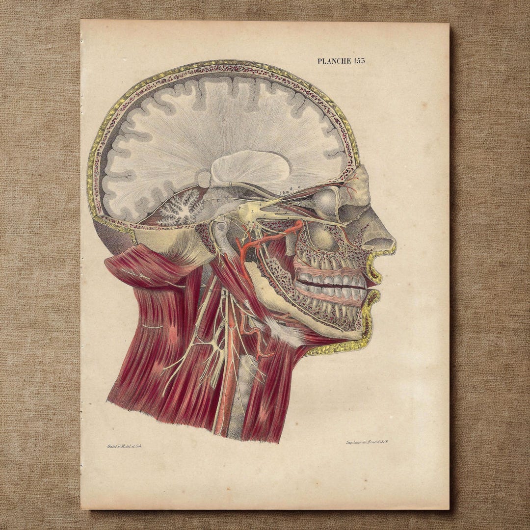 1854 Antique Anatomy Print - Original Medical Art - Vintage Clinical ...