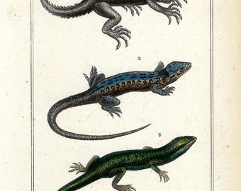 1836 Vintage Lizard Engraving Antique Reptile Print Hand Colored