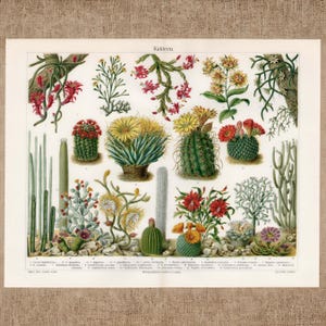 Op de afbeelding: Een vintage botanische prent getiteld Kakteen met een verzameling van verschillende cactussoorten in tinten groen, rood, geel en oranje. De illustratie toont gedetailleerde weergaven van diverse cactussen met bloemen, stengels en stekels, gerangschikt op een witte achtergrond met een genummerde legenda onderaan.