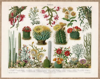 Original 1903 Meyers Cactus Print Antique Color Botanical Illustration Vintage Succulent Poster Cottagecore Desert Wall Decor Plant Lover