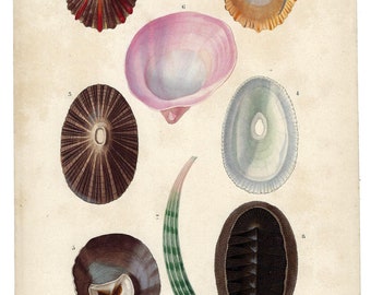 1849 Antique Print of MOLLUSCS, GASTEROPODS, hand colored, Original Print, Orbigny Natural History, 19th Century Wall Art