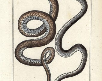 1836 Antique Snake Wall Art Print Hand Colored Viper Engraving