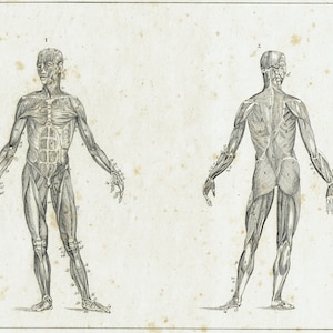 1828 - Antique Human Anatomy Print Medical ArtWork Clinical Wall Decor Anatomy Artwork Muscles Vintage Poster Clinic Wall Art Decor