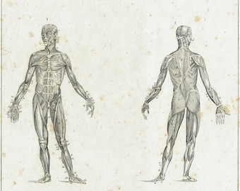 1828 - Antique Human Anatomy Print Medical ArtWork Clinical Wall Decor Anatomy Artwork Muscles Vintage Poster Clinic Wall Art Decor
