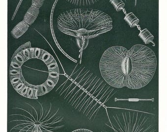1903 Vintage Plankton Print Antique Marine Flora Floating Exotic Sea Life Wall Art Ocean Life Lover Print Marine Artwork Home Decor