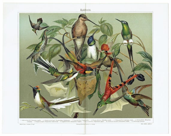 1903年 - ヴィンテージ ハチドリ プリント アンティーク バード