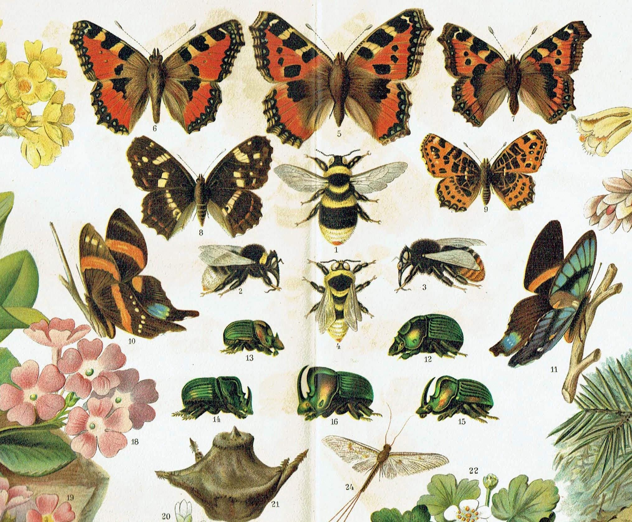 1903 SCHMETTERLINGE Antik Druck Darwinismus Evolution Druck Insekten Wand Dekor Bienen Kunstwerk Entomologie Lithographie Naturgeschichte Wohnkultur
