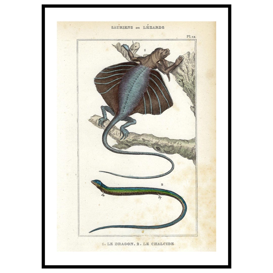 1836 Antique Lizard Print Hand Colored Flying Dragon Engraving Vintage ...