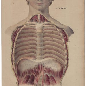 1854 - Vintage anatomie print antieke menselijke anatomie print medische muur kunst fysiologie artwork vintage anatomie poster menselijk lichaam muur decor