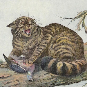 Stampa di gatto selvatico del 1907, decorazione vintage della fauna selvatica, arte murale antica di gatto selvatico per regalo, decorazione murale rustica di gatto selvatico, regalo di capanna di caccia, arte di storia naturale