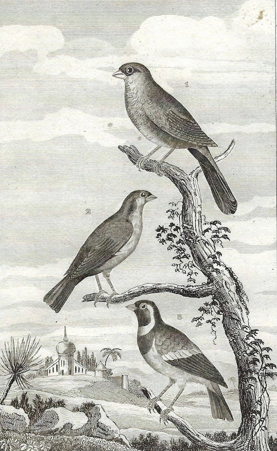 1835 Birds Antique Print Original Buffon Print French Engraving