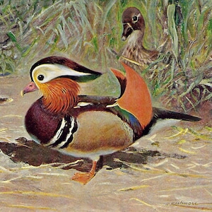 Stampa vintage di anatra mandarina del 1901, litografia di uccelli acquatici per regalo, arte murale di uccelli, fauna selvatica, uccelli, decorazioni per la casa, decorazioni murali di anatre, stampe di uccelli