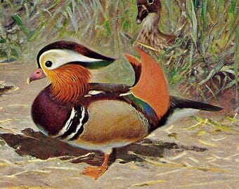 1901 Vintage Mandarin Duck Print Waterfowl Lithograph For Gift Birds Wall Art Wildlife Birds Home Decor Duck Wall Decor Birds Print