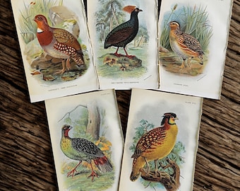 1896 Vintage Game Bird Prints Set Antique Hunting Decor Gift for Hunters Cabin Lodge Wall Art Partridge, Quail, Pheasant