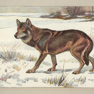 Stampa di lupo del 1907 Decorazione da parete vintage con animali selvatici Arte da parete antica con caccia per regalo Decorazione da parete antica con lupo Decorazione rustica per cabina Regalo Decorazione per lodge