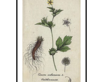 1824 Wood Avens Antique Botanical Print Original Wildflower Wall Art Gift For Gardener Herbalist Nature Lover Rustic Cottage Decor