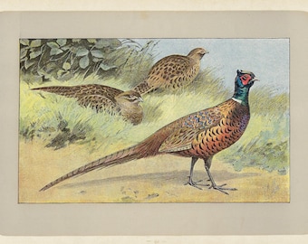 1907 Pheasant Print Vintage Bird Print Rustic Decor Antique Game Bird Wall Art for Gift Country Wall Decor Hunting Lodge Gift Cabin Decor