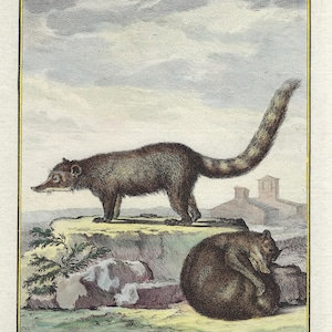 1780 SCHWARZER COATI. Antiker Druck Antikes Tier. Handkolorierte Gravur. Tierwandkunst. Buffon Naturgeschichte. Amerikanische Fauna. 244 Jahre alt
