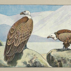 Stampa d'epoca di GRIFONE del 1907, litografia di un antico uccello rapace, opera d'arte da parete per birdwatching, opera d'arte di caccia, decorazione da parete per baite, decorazioni per la casa.