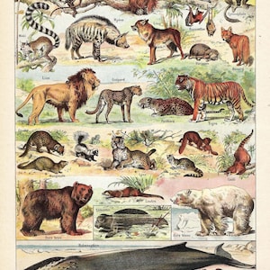 May include: A vintage educational chart featuring illustrations of various mammals, including a lion, tiger, bear, monkey, and whale. The chart is titled "Mammifères" and includes the French names for each animal.
