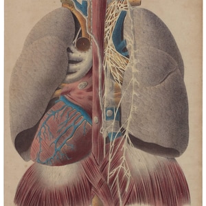 1854 - Vintage Anatomy Print Antique Human Anatomy Print Medical Artwork Phisiology Wall Art Vintage Anatomy Poster Human Body Wall Decor