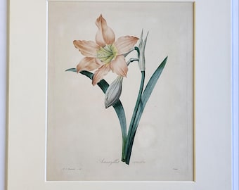 Décoration murale antique de 1827, impression florale Redouté, Amaryllis Equestre, oeuvre d'art botanique vintage