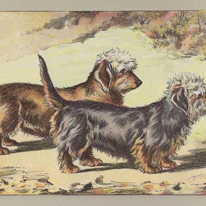 1907 DANDIE DINMONT TERRIER print. Antique dog print. Dog wall art. Original dog gift. Houndog print. 117 Years old print. P. Mahler