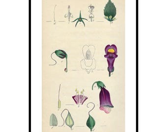 1799 Ringent Flowers Antique Botanical Print for Vintage Gallery Wall or Rustic Decor Hand Colored Floral Art for Gift or Nature Lover