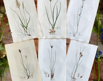 アンティーク木版画｜ヴィンテージ植物画｜鉤状の果実 - Etsy 日本