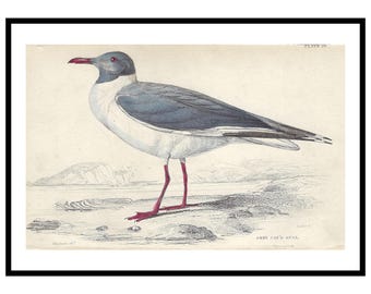 May include: Framed vintage print of a Grey-Headed Gull. The bird features a grey back and wings, a white body, and red legs and beak. The print is on aged paper with the text "Plate 29" in the upper right corner.