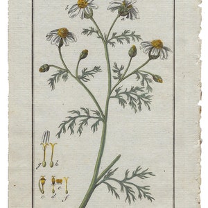 Grabado botánico de la planta con sus flores ANTHEMIS COTULA, Manzanilla hedionda. Grabado de Johannes Zorn, coloreado a mano original y publicado en Ámsterdam por Jan Christiaan Sepp en 1796.
