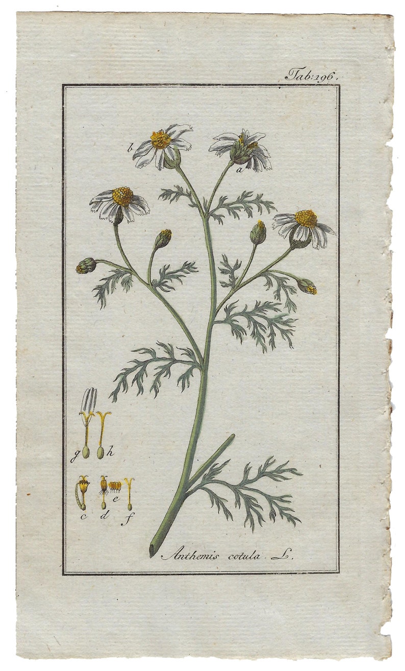 Grabado botánico de la planta con sus flores ANTHEMIS COTULA, Manzanilla hedionda. Grabado de Johannes Zorn, coloreado a mano original y publicado en Ámsterdam por Jan Christiaan Sepp en 1796.