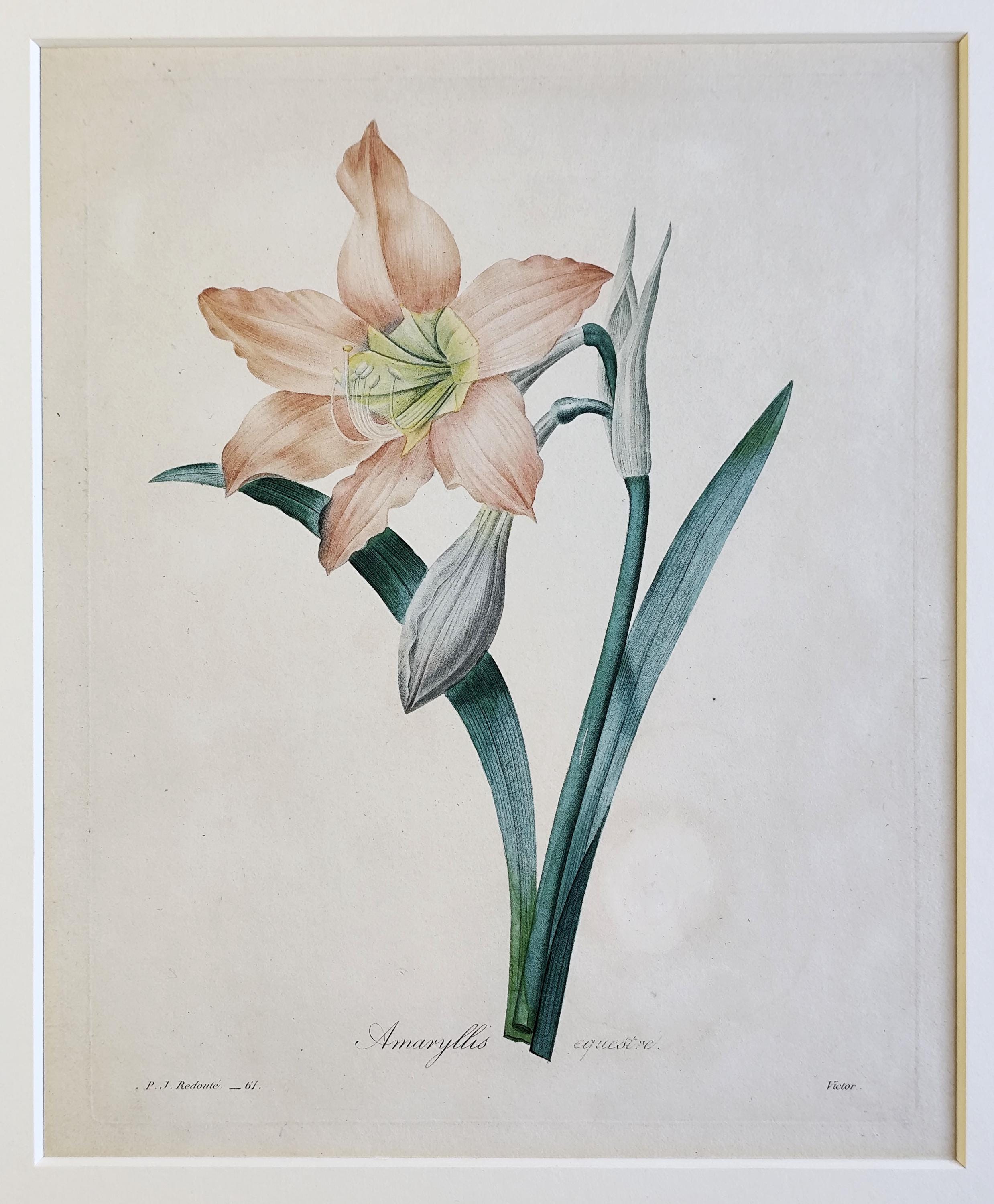 1827 Antique Redouté Flower Print Amaryllis Equestre Vintage