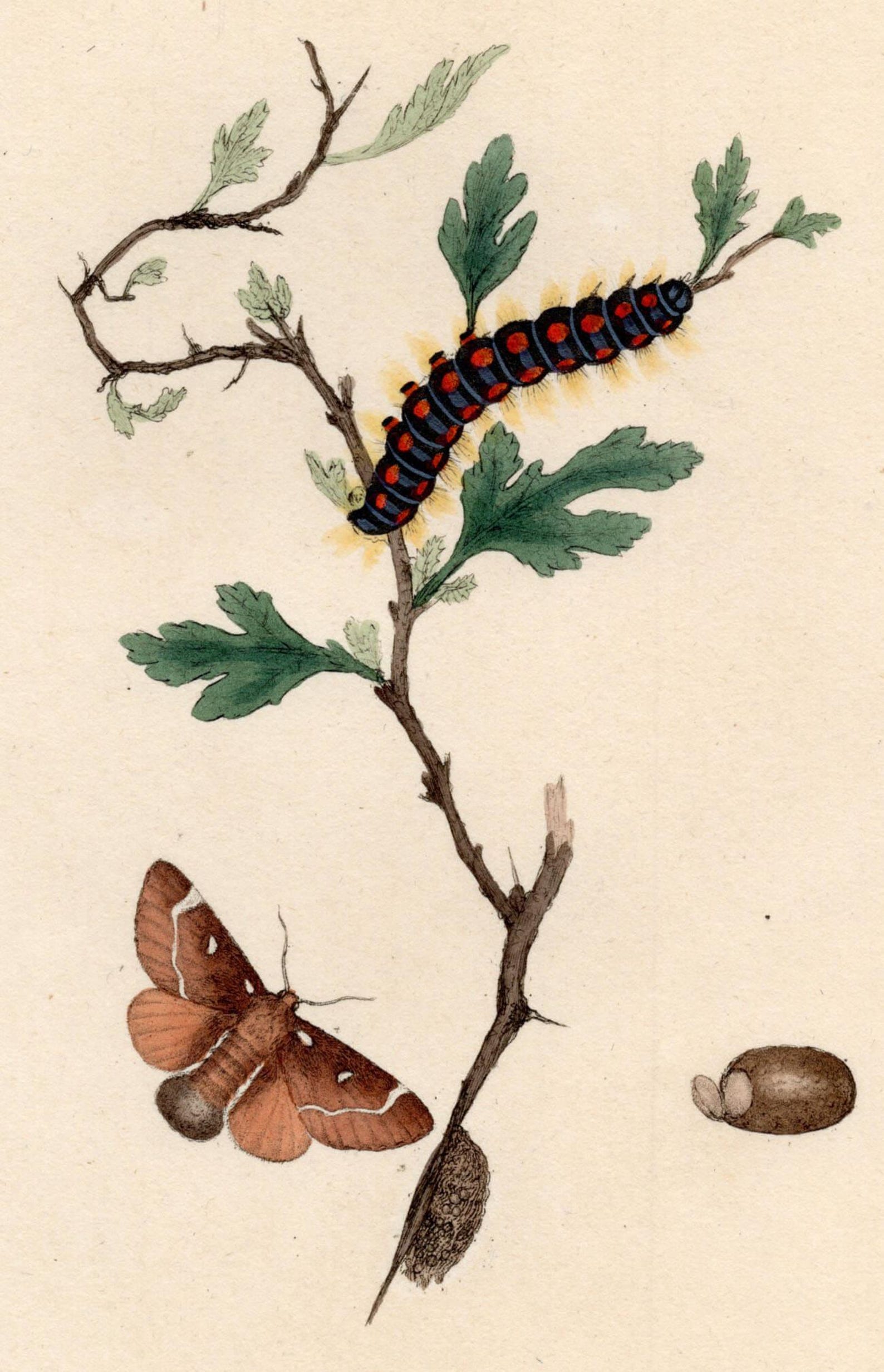 Moth Incarving Original 1820 Antique Moth Engraving by Edward Donovan, Hand-colored ...