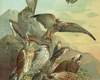 1903 - Lámina antigua de aves rapaces, arte mural antiguo de cetrería, decoración mural de cetrería, regalo para cetreros, obra de arte, póster antiguo de busardo y halcón