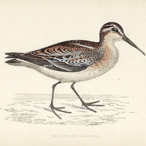1862 Broad-Billed Sandpiper Print Antique Shorebird Art Gift for Birdwatcher Rustic Wall Decor for Cottage Entryway or Nature Nook