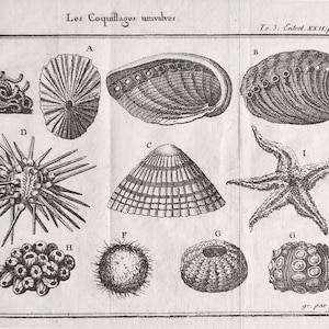 1735 Exotic Seashells Engraving Antique Starfish Print Vintage Marine Life Art Univalve Shell Artwork Collector&#39;s Print Gift Natural History
