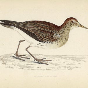 1862 Pectoral Sandpiper Print Antique Bird Print Vintage Bird Gallery Wall Nature Art for Birdwatcher Office Decor or Bird Lover Gift Idea