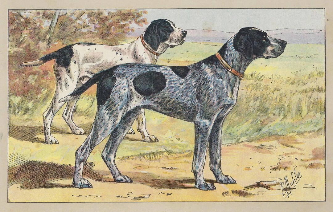 1907 Vintage Pointer Print Original Gun Dog Art Vintage Hunting Dog ...