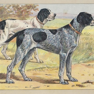 Peut inclure: Une illustration vintage de deux chiens de chasse. Un chien est noir et blanc avec un motif tacheté, et l'autre chien est noir et blanc avec un motif moucheté. Les deux chiens sont debout dans un champ avec de l'herbe verte et de la terre brune.