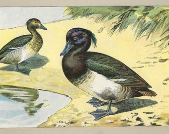 1907 Tufted Duck Print Antique Bird Illustration Vintage Waterfowl Wall Art Gift For Bird Lover Home Decor