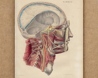 Litografia anatomica originale del 1854 - Stampa dei nervi della testa e del collo umani - Arte medica antica da parete - Arredamento vintage per studio medico