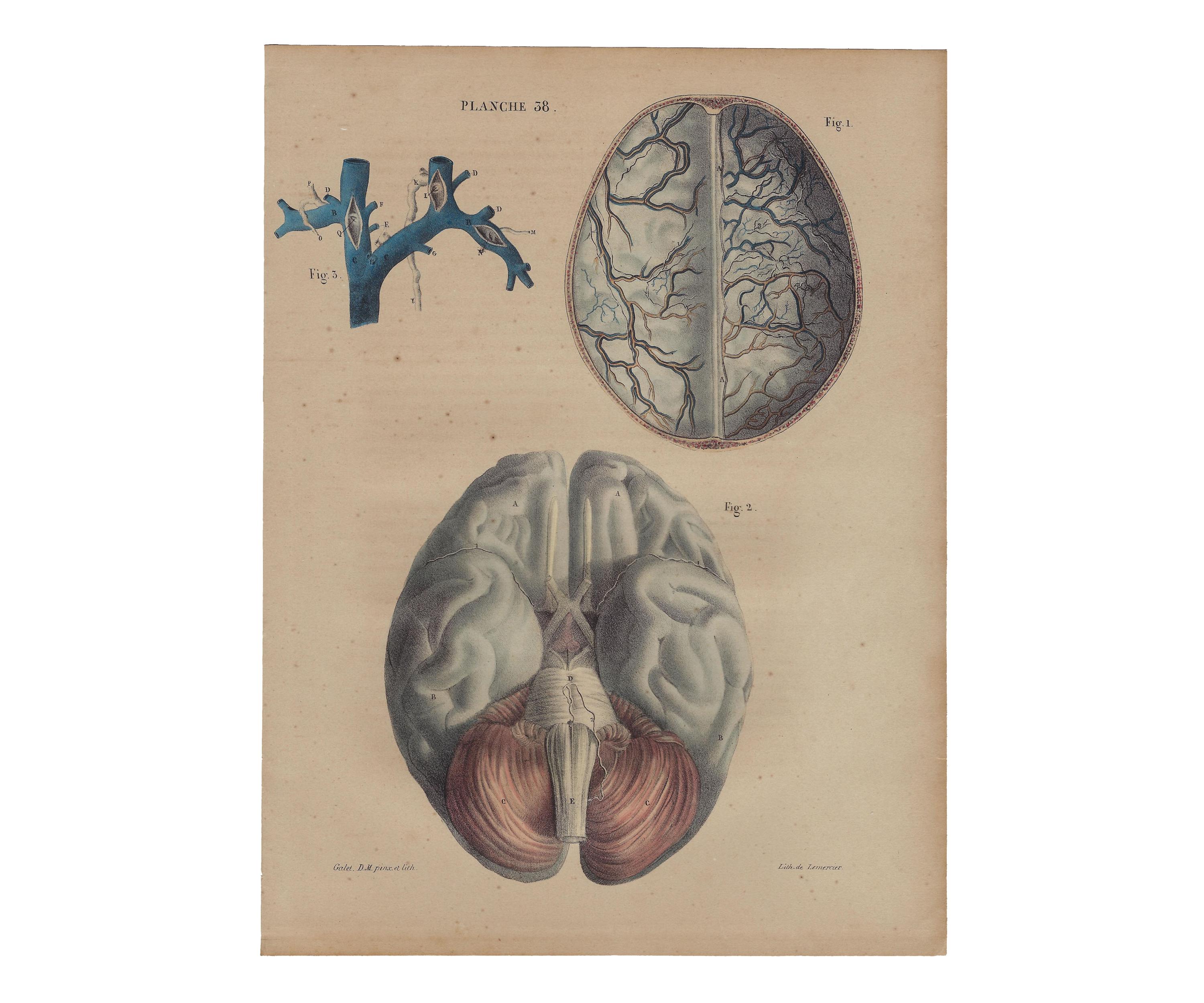 1854 - Vintage Anatomy Print Brain Wall Art Medical Artwork Vintage ...