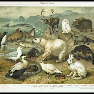 Stampa di animali artici del 1903, orso polare, renna, narvalo, bue muschiato, lemming, illustrazione, decorazione vintage della fauna selvatica, storia naturale, arte murale