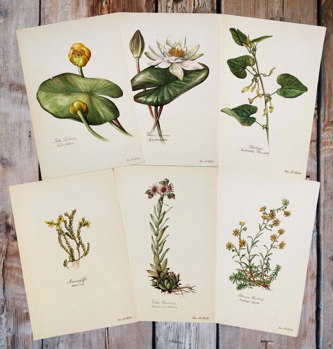 1954 SET of 6 Botanical Prints Vintage Flower Wall Decor Gardening Wall ...