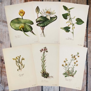 1954 SET of 6 Botanical Prints Vintage Flower Wall Decor Gardening Wall Art Floral Art Gallery Prints Wildflower Home Decor