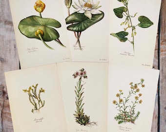 1954 SET of 6 Botanical Prints Vintage Flower Wall Decor Gardening Wall Art Floral Art Gallery Prints Wildflower Home Decor